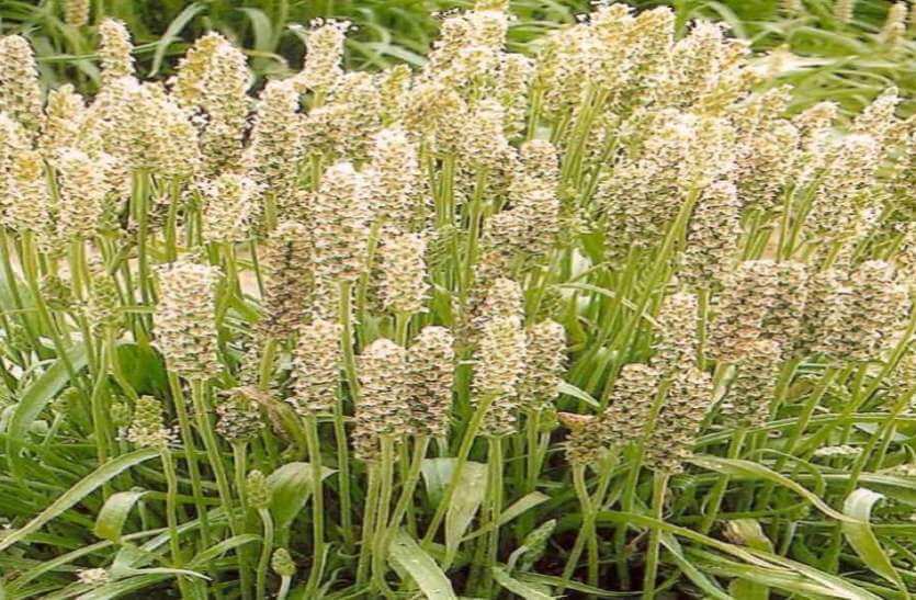 Amberza Isabgol Chilka – Natural Psyllium Husk